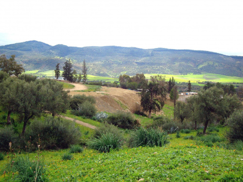 Volubilis - starożytne rzymskie miasto #Maroko #Volubilis