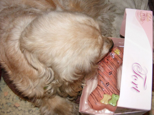 moja kochana 16-tka :)) #pies #spaniel #Dudka #Duda #urodziny #tort