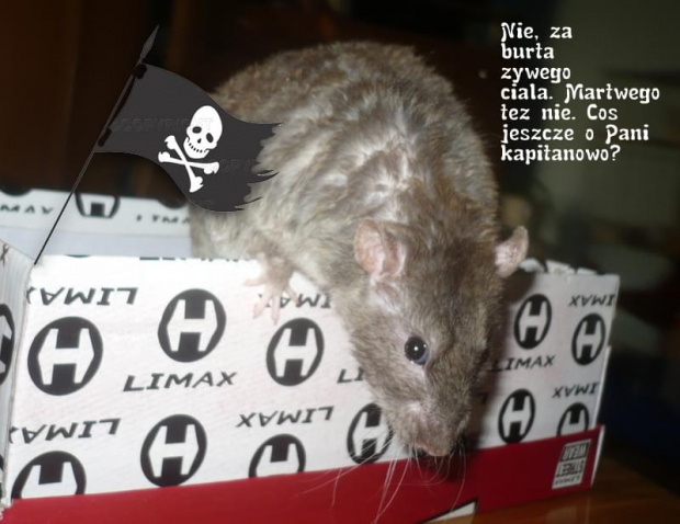 Roderick Persefony, czyli Pirat z Klononibów. #persefona #szczur #chyna