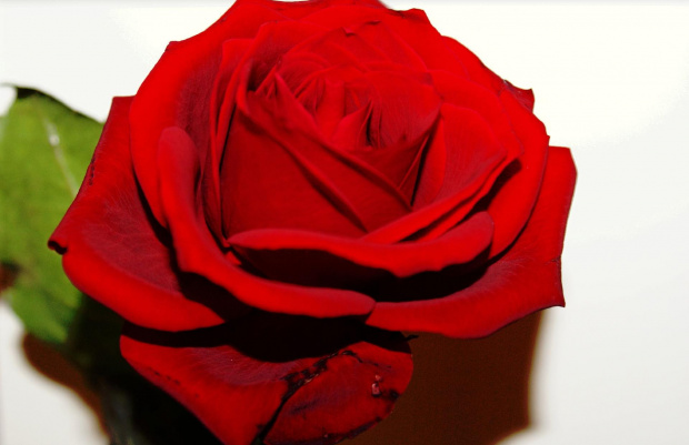 #róża #kwiat #piękno #klasyka #przyroda
