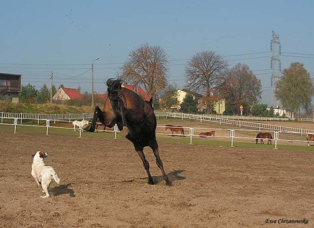 2008.10.26 Konie w Stodołach