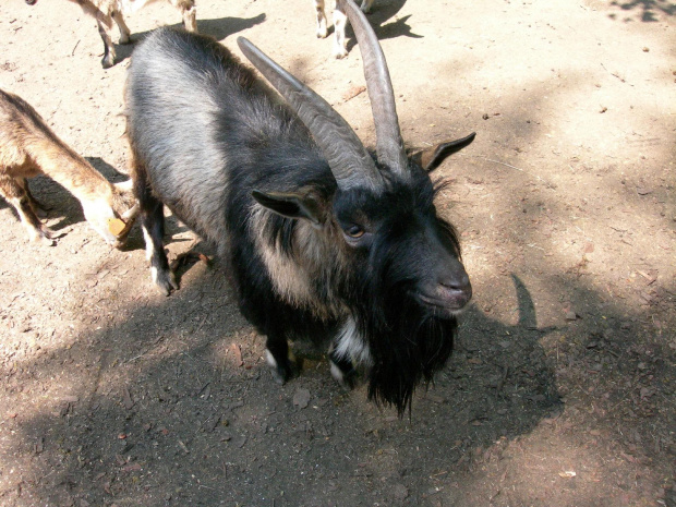 CHORZOWSKIE ZOO WYPRAWA NR 2 :]