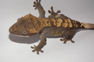 #RhacodactylusCiliatus #CrestedGecko #GekonOrzęsiony