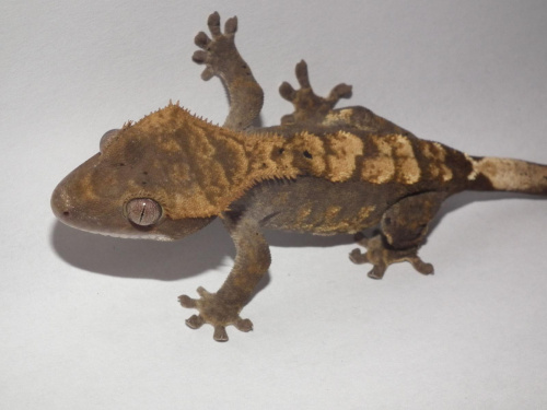 #RhacodactylusCiliatus #CrestedGecko #GekonOrzęsiony