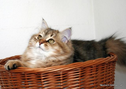 Regina Marcowe Migdały*PL - 6 miesięcy - kotka syberyjska