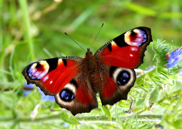 Rusałka pawik - samiec #łąka #motyl #kwiatki #natura