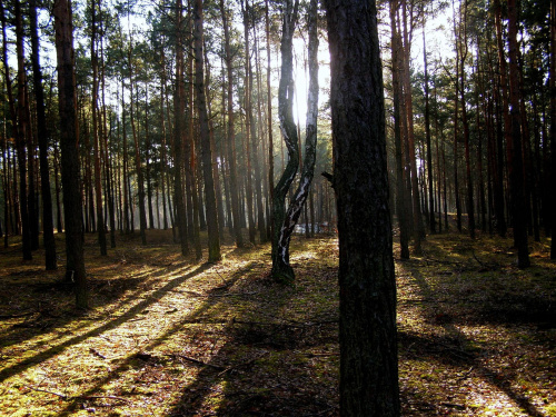 spacer w słonecznym lesie ... #las #słońce #spacer