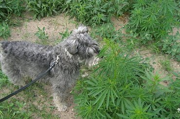 narkomani - dobry piesek znalazł #Fuksik #NaTropie #konopie