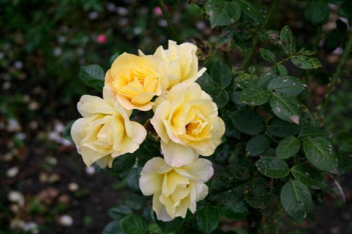Róże dla pesteczki 123 - "aniołka" #róża #kwiat