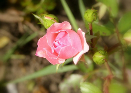 urodzinowa róża dla porannej rosy