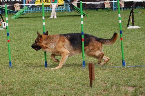 PP Agility Białystok 22.07.2007