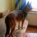 Melka. #melcia #melka #pies #piesek #dog #goggie #suczka #suka #obserwator #szpieg #ciekawosc #ciekawska #psiur #okno #parapet #obserwacje #CiekawskiPies #natra #zwierze #zwieże #zwieżę #łóżko #lozko #pokoj