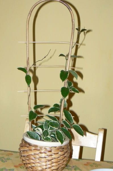 carnosa variegata