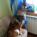 Melka. #melcia #melka #pies #piesek #dog #goggie #suczka #suka #obserwator #szpieg #ciekawosc #ciekawska #psiur #okno #parapet #obserwacje #CiekawskiPies #natra #zwierze #zwieże #zwieżę #łóżko #lozko #pokoj