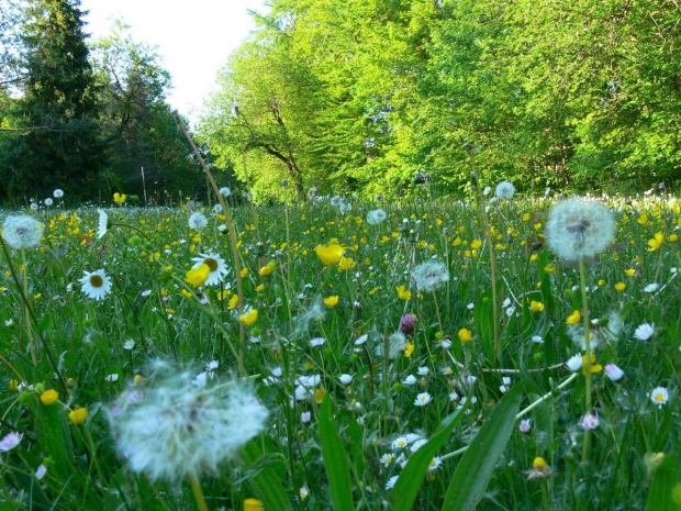 Na lonie natury . #Natura #rzeka #laka