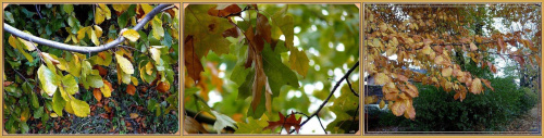 trochę jesieni...graby,klony,dęby w Parku Miejskim #jesien #park #liscie #drzewa #Gdańsk