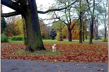 Trochę jesieni w Parku Miejskim - od kolorów można dostać zawrotu głowy! #jesień #WParku #Gdańsk #kolory #spacer