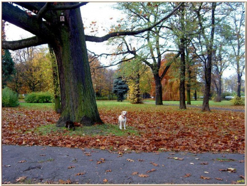 Trochę jesieni w Parku Miejskim - od kolorów można dostać zawrotu głowy! #jesień #WParku #Gdańsk #kolory #spacer