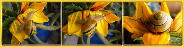 znaleziony w bukiecie, cwaniak przemycił się z kwiatami! #ślimak #kwiaty #collage