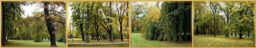 Jesień w Parku Miejskim piękna jak wszędzie! #WParku #jesień #Gdańsk #drzewa
