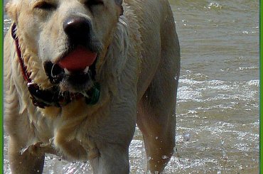 Mikoszewo-woda,woda,woda....byle dużo! #psy #NadMorzem #zabawa #labrador #woda #Ness