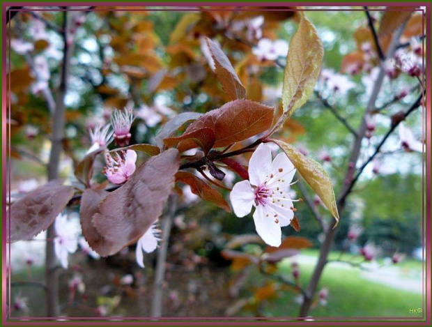wiśnia japońska,piękny koloryt #wiosna #roślinki #wiśnia #kwitnienie