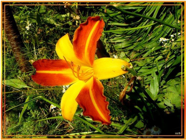...a w moim ogródku ostatni z liliowców #ogród #lato #liliowce #kwiaty
