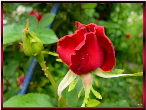Moje róże,malowane różnie #róże #malowane #inaczej #przeróbki