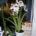 #orchidee #storczyki