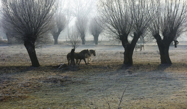 #konie #wierzby #łąka #szron #zima #polana #natura #krajobraz