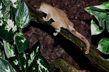 #CrestedGecko #GekonOrzęsiony #RhacodactylusCiliatus