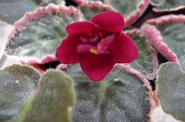 fiołek afrykański - mój pstrolistny #FiołekAfrykański #FiołkiAfrykańskie #kwiatki #kwiaty #saintpaulia