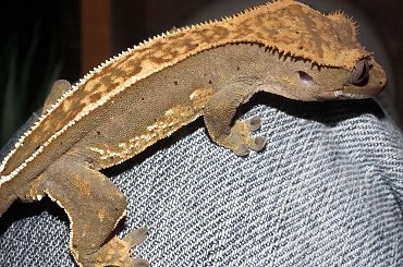 #CrestedGecko #GekonOrzęsiony #RhacodactylusCiliatus