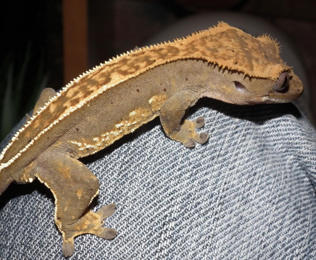 #CrestedGecko #GekonOrzęsiony #RhacodactylusCiliatus