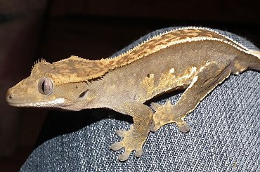 #CrestedGecko #GekonOrzęsiony #RhacodactylusCiliatus