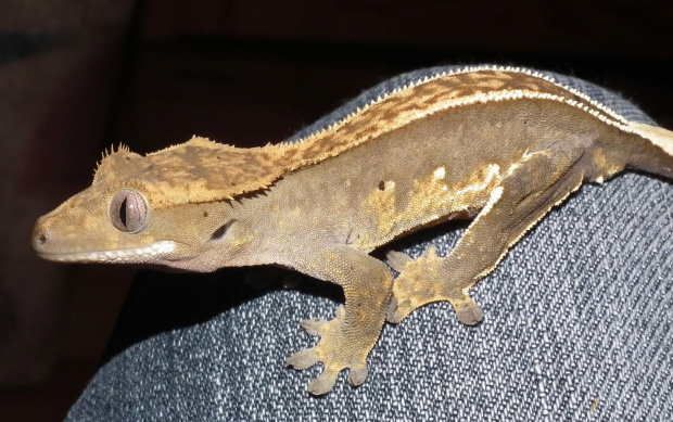 #CrestedGecko #GekonOrzęsiony #RhacodactylusCiliatus