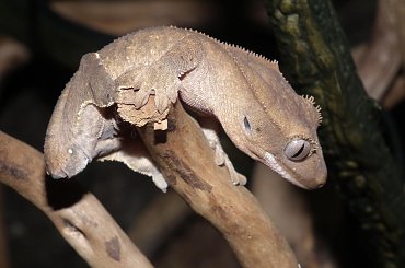 #CrestedGecko #GekonOrzęsiony #RhacodactylusCiliatus