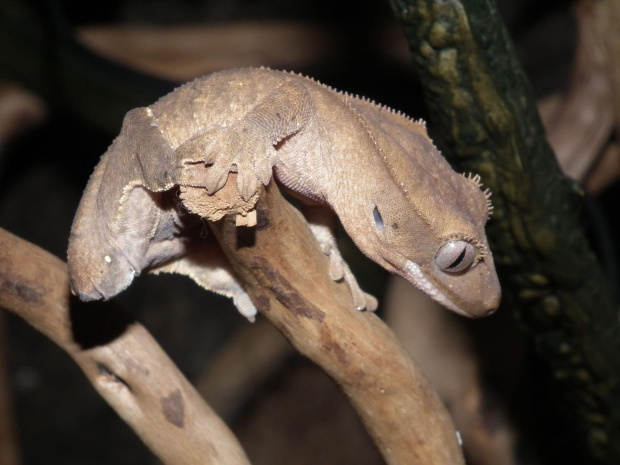 #CrestedGecko #GekonOrzęsiony #RhacodactylusCiliatus