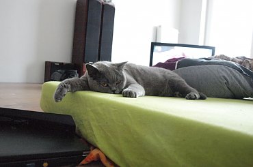 Pufa #kot #brytyjczyk