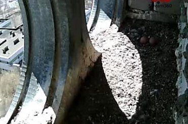 Brześć - pustułki #bird #birdwatching #Brześć #ciconia #forum #gniazdo #internetowa #jaja #kamera #klub #pustułki #samica #samiec #watching