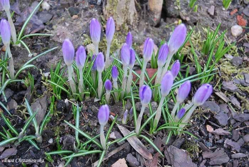 2009.03.14 Krokusy, Koty w ogrodzie