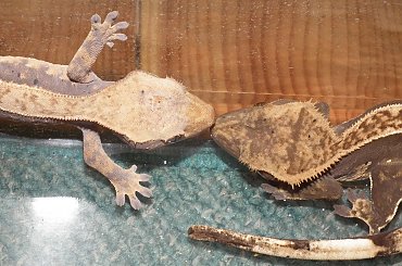 #CrestedGecko #GekonOrzęsiony #RhacodactylusCiliatus