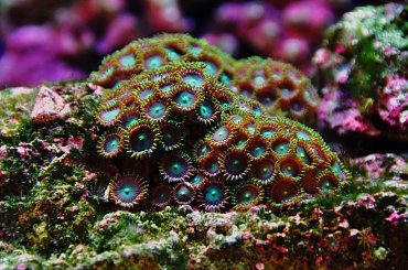 Koral Zoanthus #morze #ocean #Woda #Zoanthus