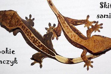 #CrestedGecko #GekonOrzęsiony #RhacodactylusCiliatus