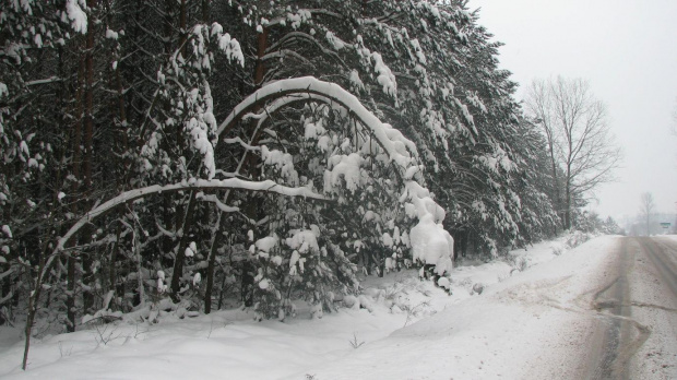 zima... droga do domu #zima #snieg #drzewa #widok #plener