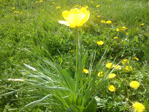 spacer #tulipan