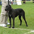 #CaneCorso #psy #wystawa