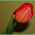 TULIPAN. #kWIATEK #kwiatki #tulipan #przyroda