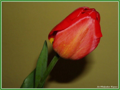 TULIPAN. #kWIATEK #kwiatki #tulipan #przyroda