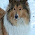 Owczarek szkocki collie #pies #collie #Lassie #owczarek #szkocki #hodowla #suka #zwierzęta #psy #rough